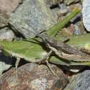 Image of Pyrgomorpha (Pyrgomorpha) conica subsp. conica (Olivier & G. A. 1791)