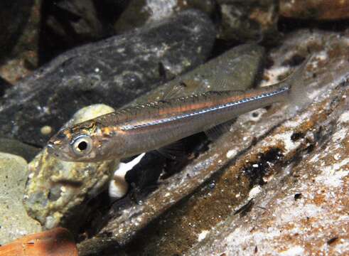 Image of Endora&#39;s hardyhead