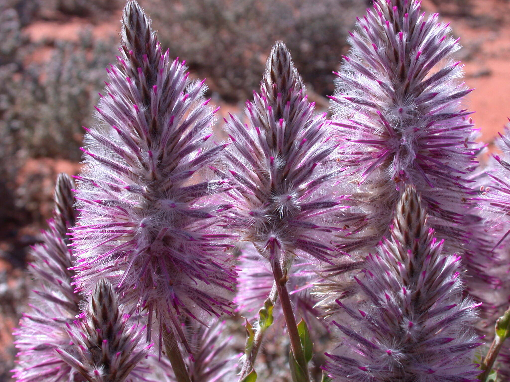 Image de Ptilotus exaltatus Nees