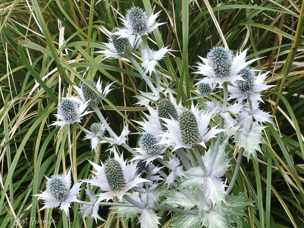 Imagem de Eryngium giganteum M. Bieb.