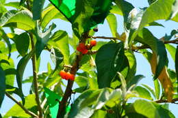 Sivun Acnistus arborescens (L.) Schltdl. kuva