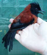 Image of Hooded Pitohui