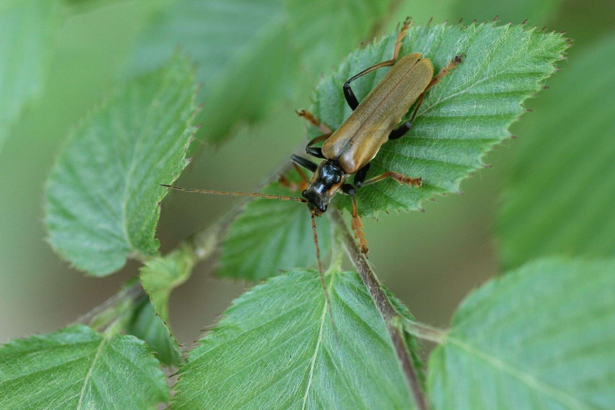 Imagem de <i>Lycocerus suturellus</i>