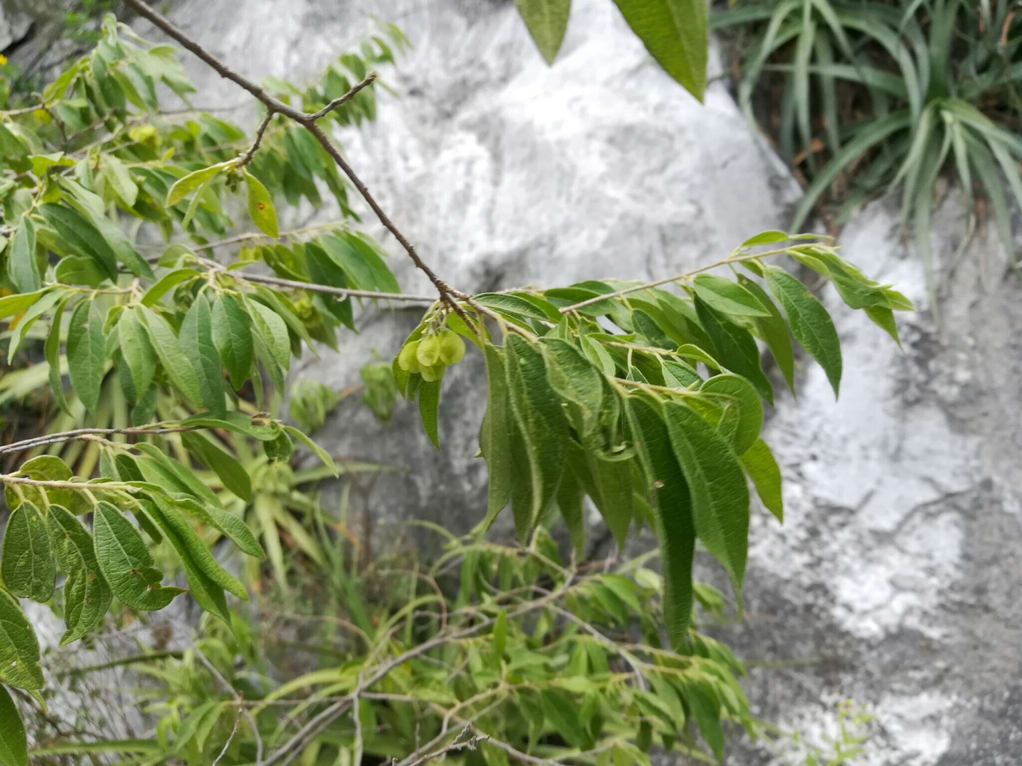 Image of Neopringlea integrifolia (Hemsl.) S. Wats.