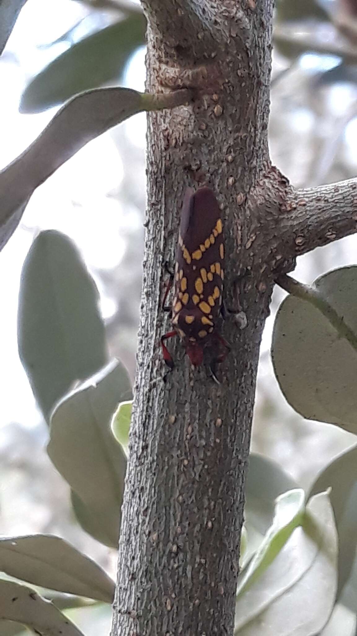 Image of Cicciana latreillei (Distant 1908)