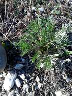 Image of staghorn cinquefoil