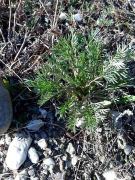 Image of staghorn cinquefoil