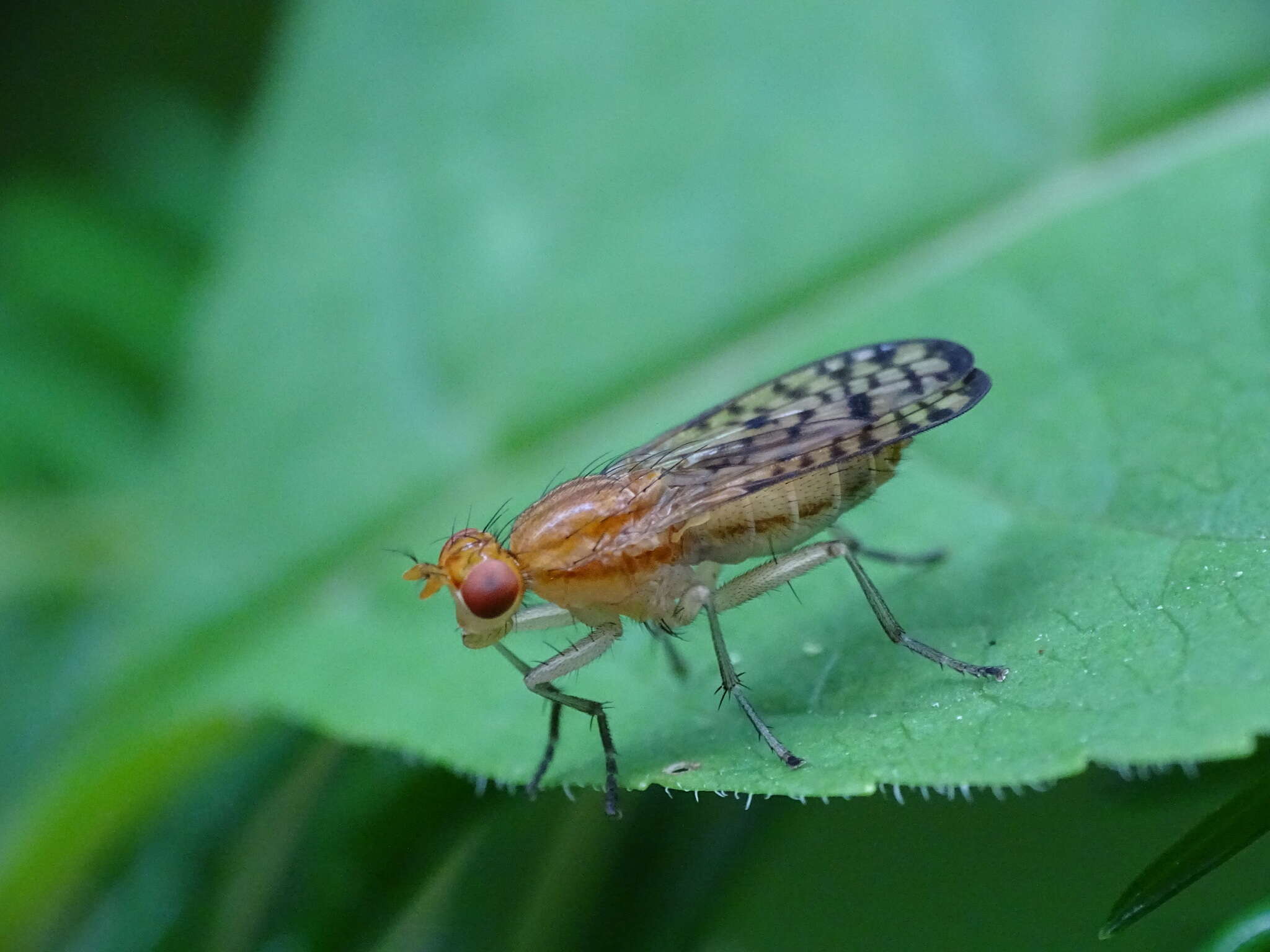 Image de Tetanocera valida Loew 1862