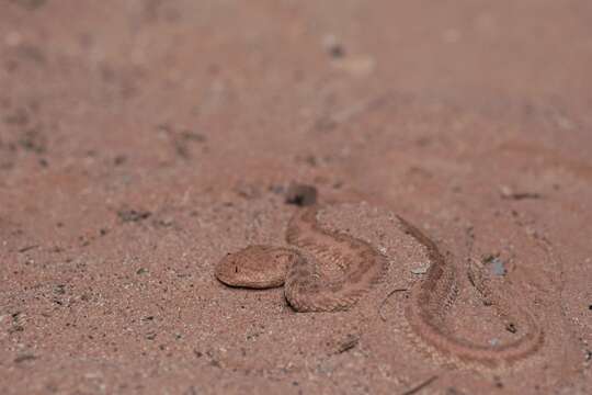 Image de Cerastes vipera (Linnaeus 1758)