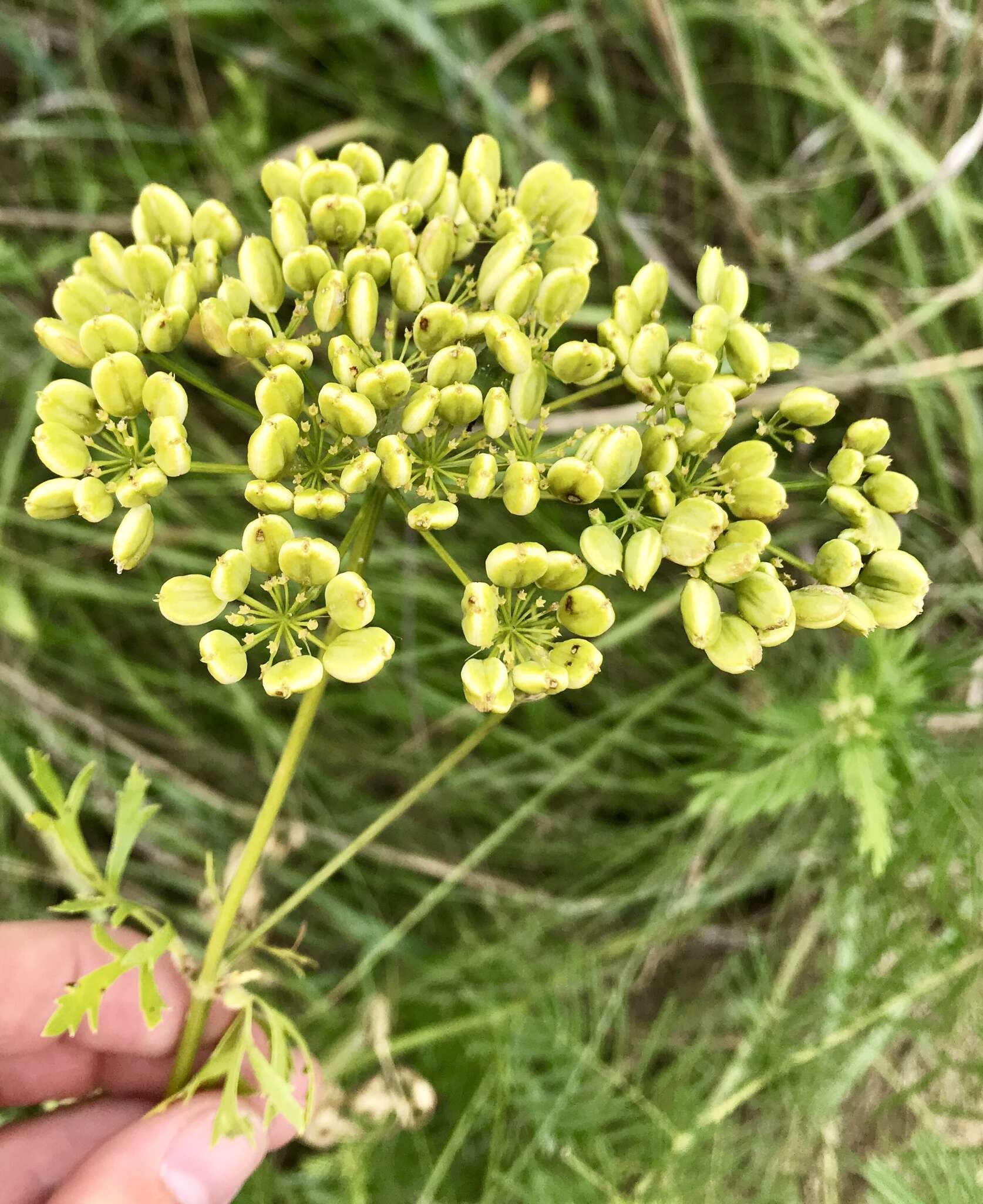 Imagem de Polytaenia nuttallii DC.