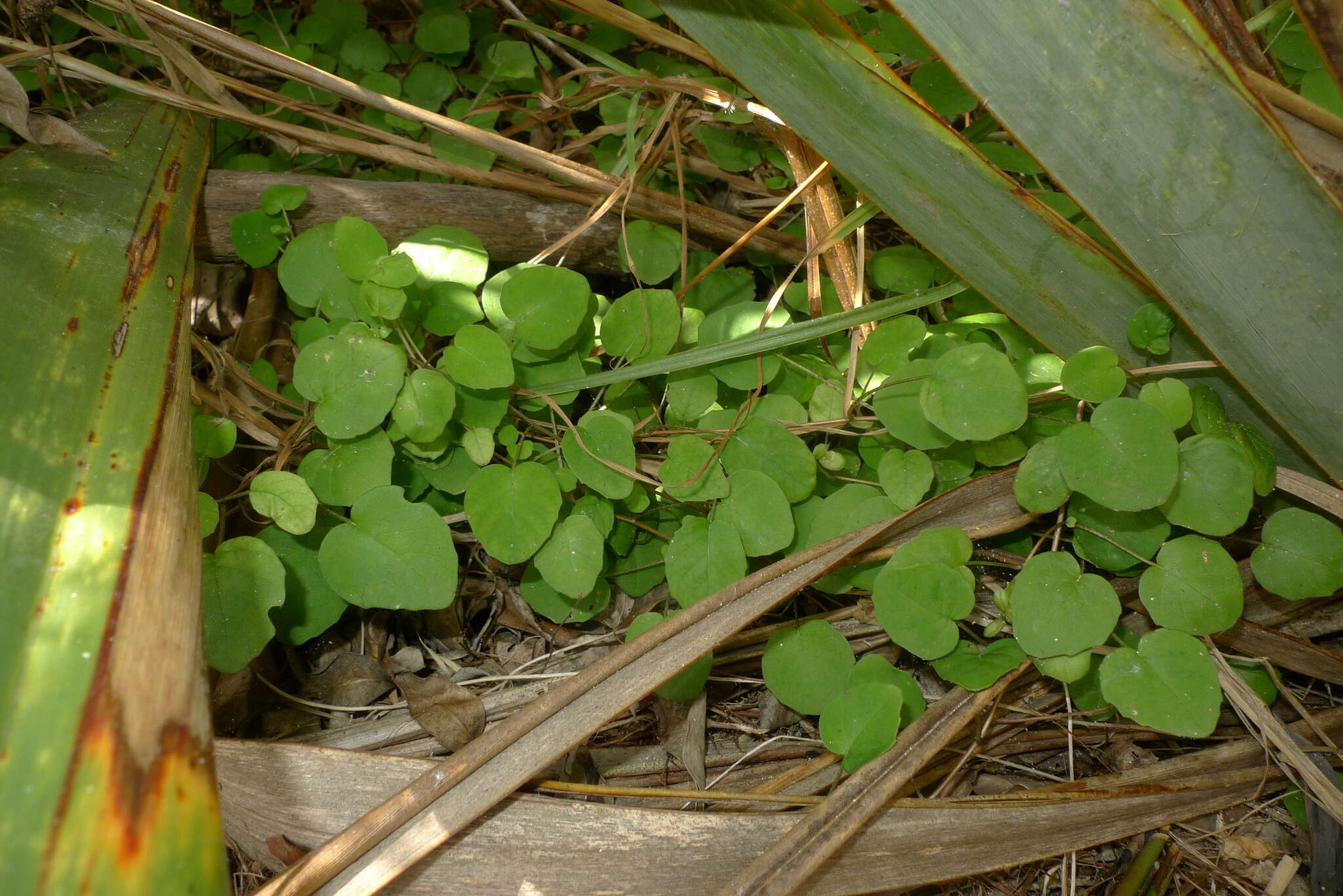 Image of creeping fuchsia