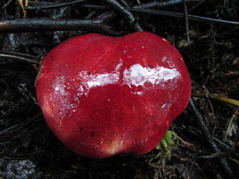 Image of Boletus purpureorubellus T. J. Baroni, Yetter & Norar. 1998