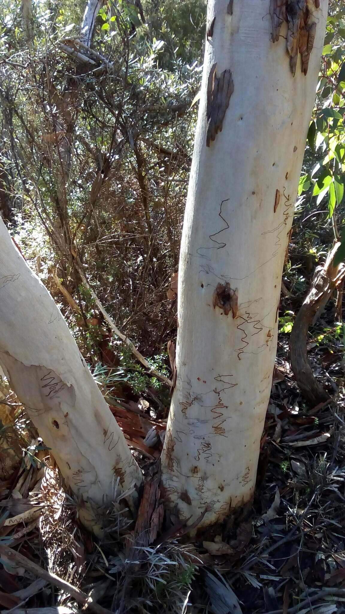 Image of Eucalyptus sclerophylla (Blakely) L. A. S. Johnson & Blaxell