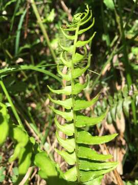 Sivun Blechnum hastatum Kaulf. kuva