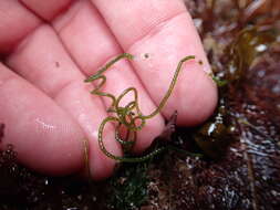 Image of Chaetomorpha spiralis