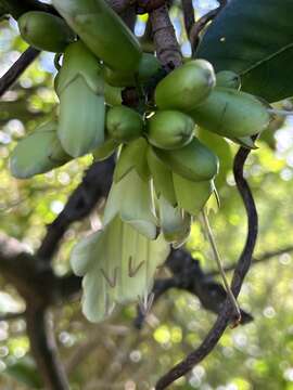 Sivun Tecomanthe speciosa W. R. B. Oliv. kuva