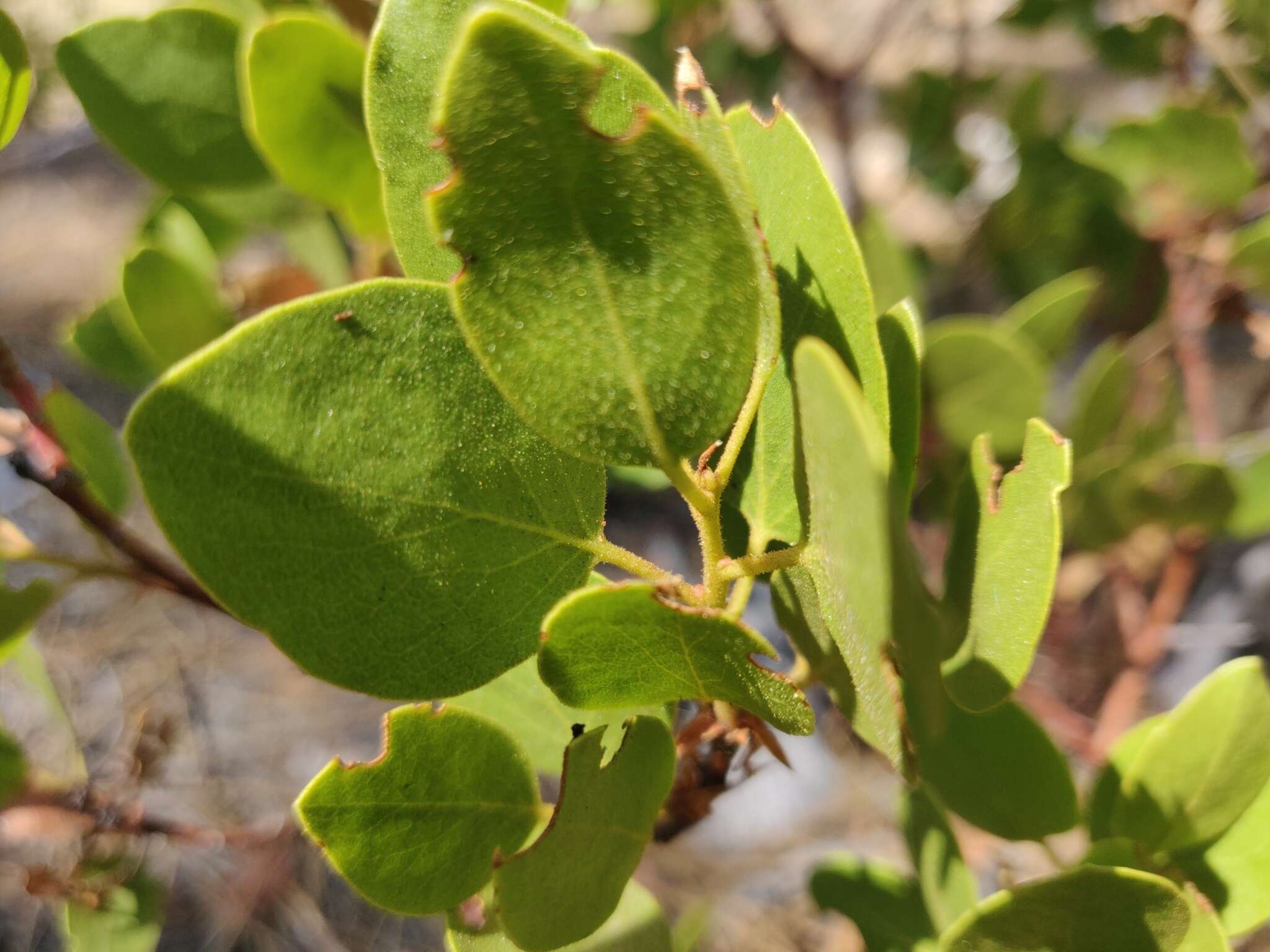 Imagem de Arctostaphylos patula subsp. patula