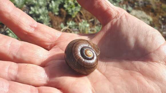 Image of Powelliphanta marchanti (Powell 1932)