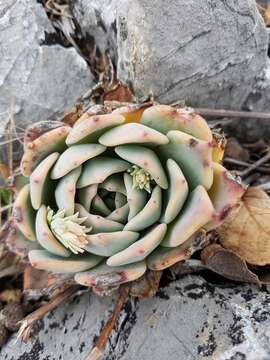 Image of Echeveria cuspidata Rose ex Britton & Rose