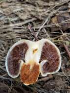 Image of Pholiota nubigena (Harkn.) Redhead 2014