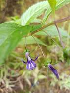 Imagem de Lobelia montana Reinw. ex Blume