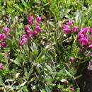 Image of Pedicularis punctata Decne.