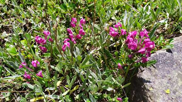 Image of Pedicularis punctata Decne.