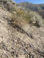 Image of Shasta tarweed