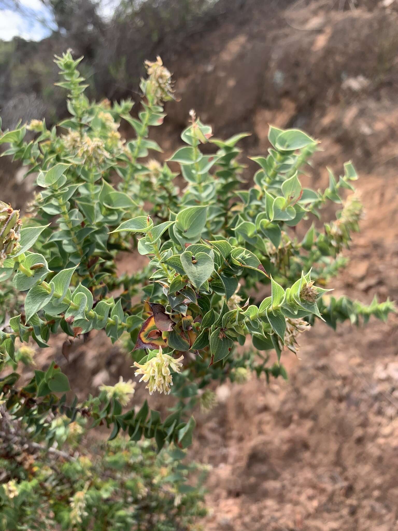 Image of Aspalathus complicata (Benth.) R. Dahlgren