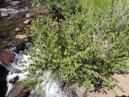 Image of Otholobium polystictum (Harv.) C. H. Stirt.