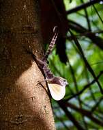 Image of Bueycito Anole