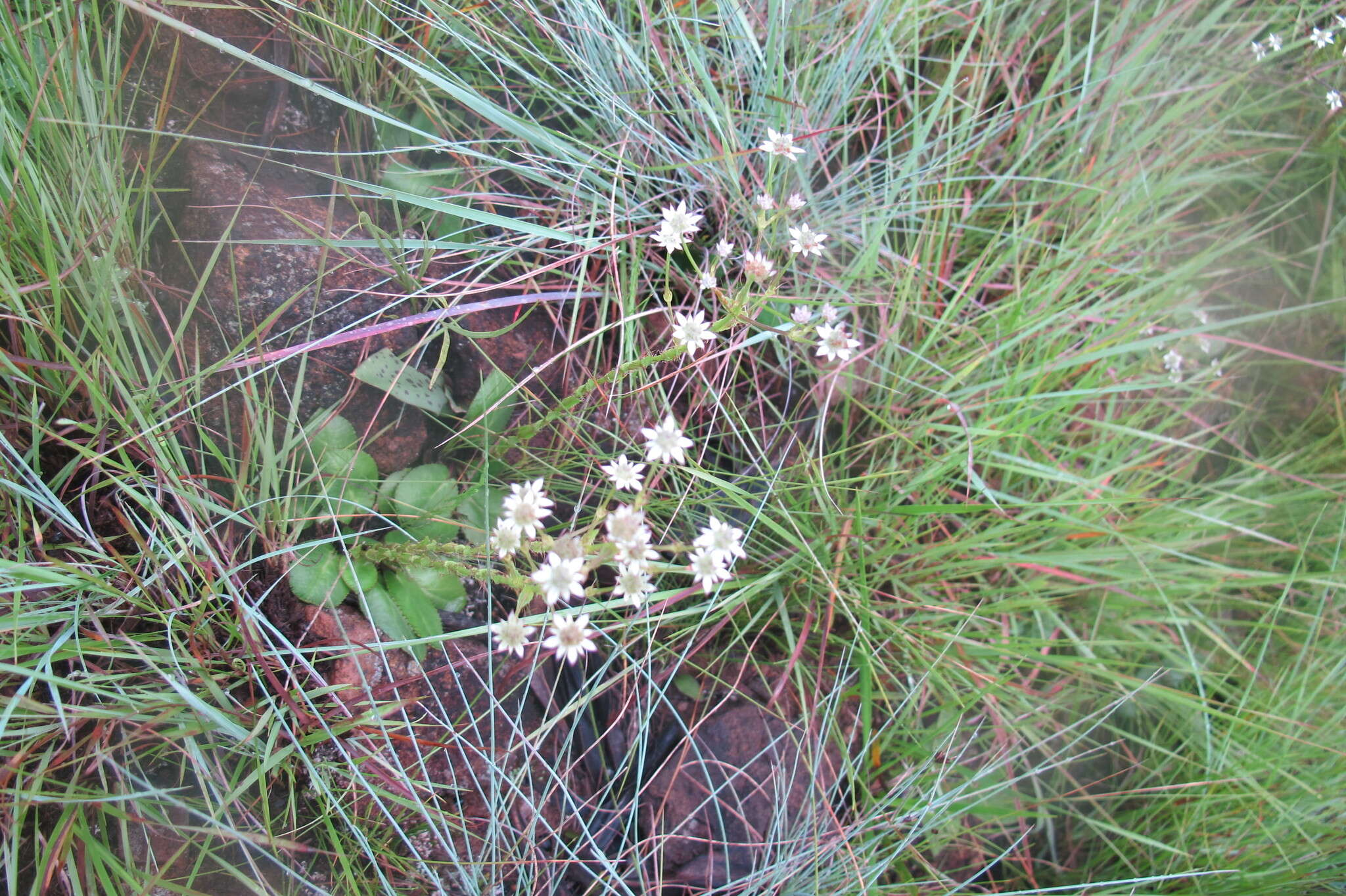 Image of Alepidea setifera N. E. Br.