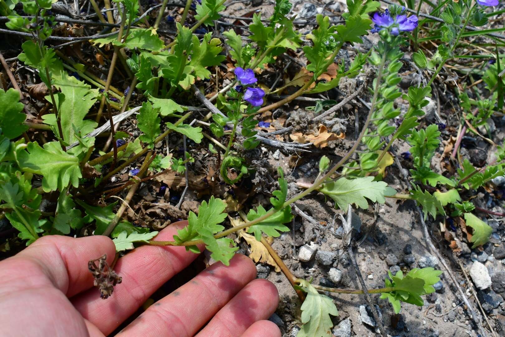 Phacelia austrotexana (J. A. Moyer) B. L. Turner的圖片