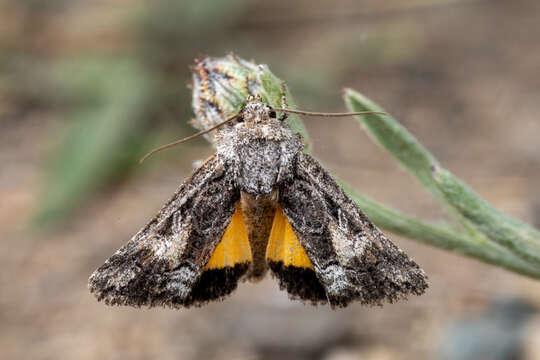 Imagem de Pseudanarta crocea H. Edwards 1875