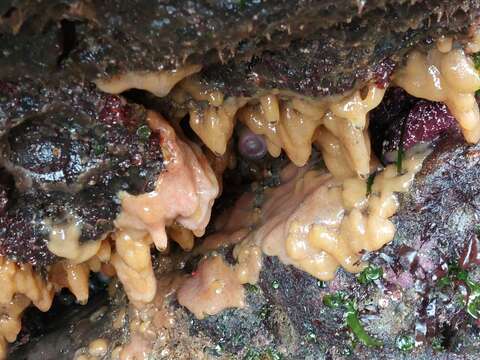 Image of Carpet sea squirt