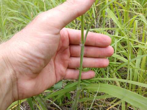 Image of ribbed paspalum