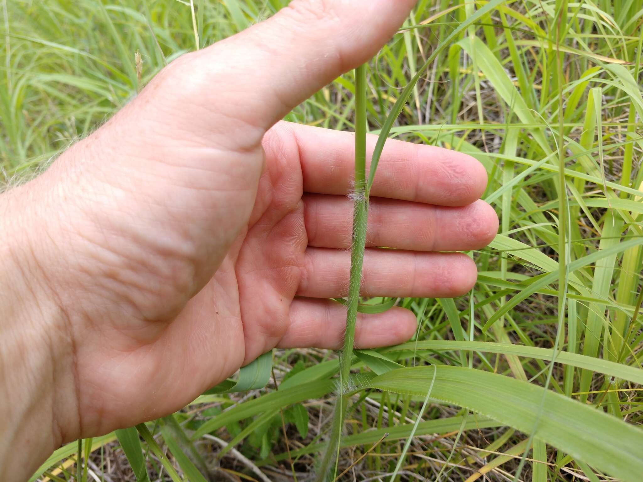 Imagem de Paspalum malacophyllum Trin.