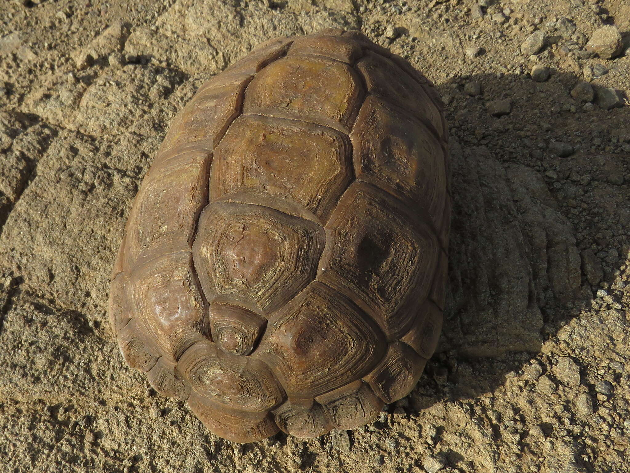 Image of Karroo Tortoise