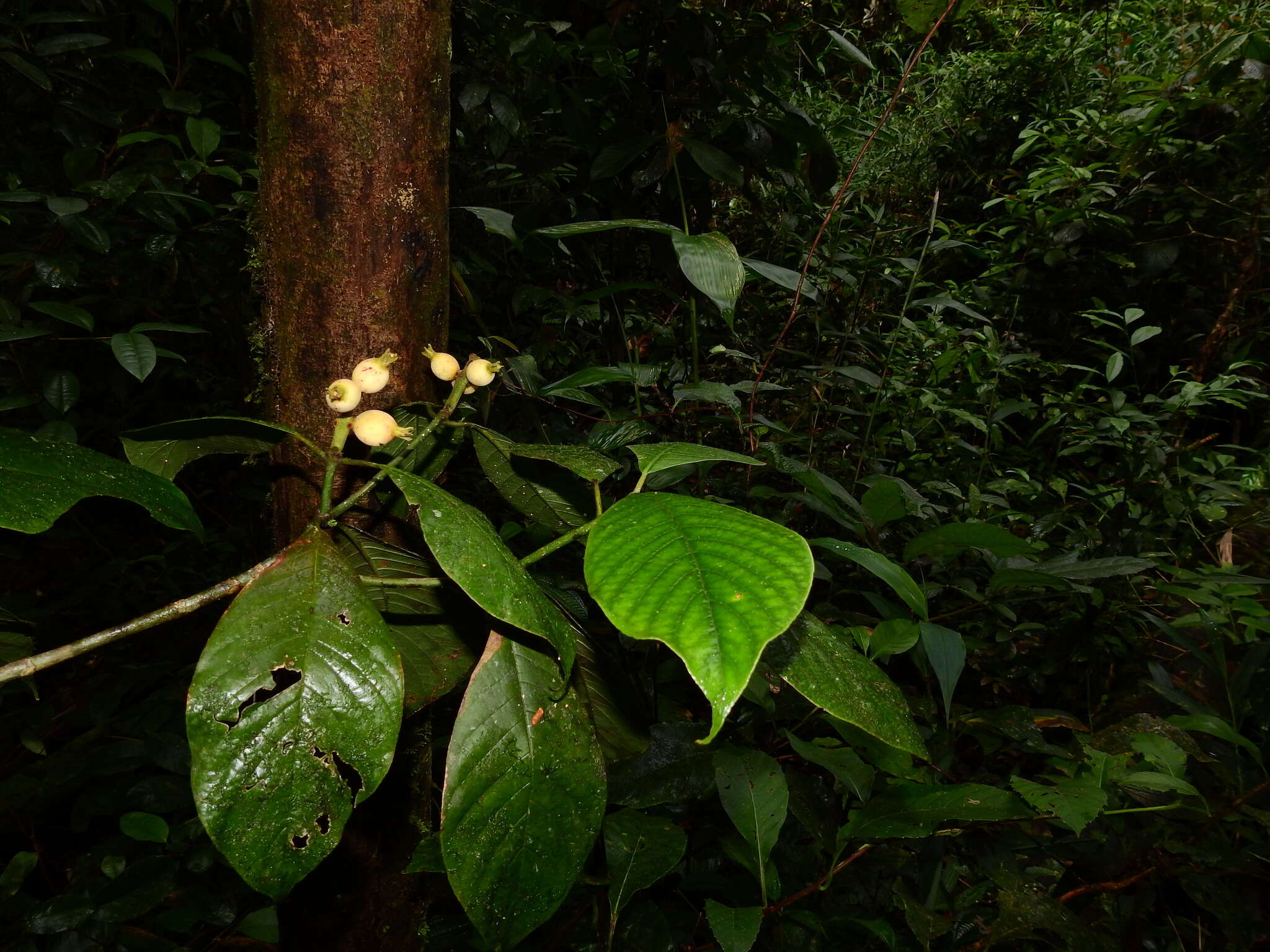 Image of Coussarea spicata Delprete