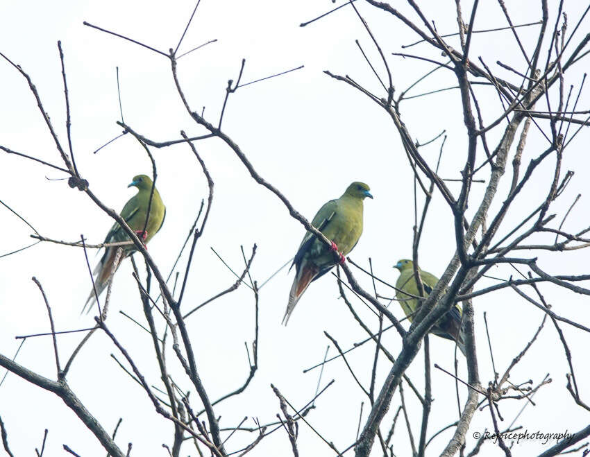 Image of Pin-tailed Green Pigeon