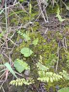 Image of hairy flowering fern