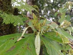 Image of Neohymenopogon parasiticus (Wall.) Bennet