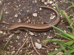 Image of common New Zealand skink