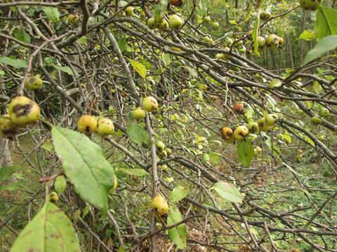 Image of plumleaf crab apple