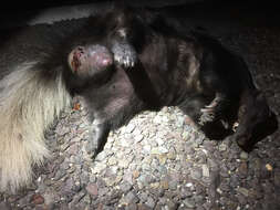 Image of American Hog-nosed Skunk