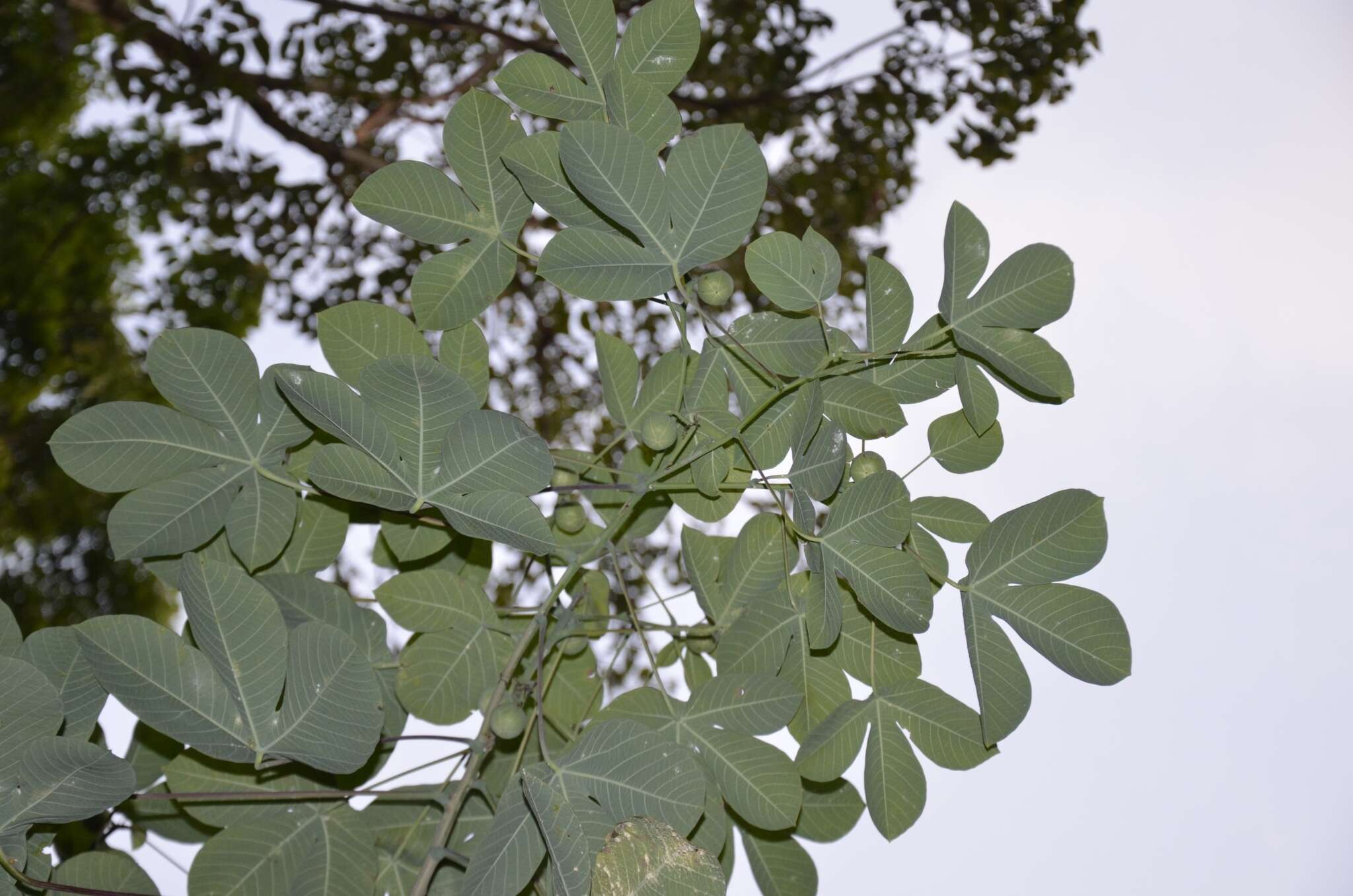 Image of Manihot carthagenensis (Jacq.) Müll. Arg.