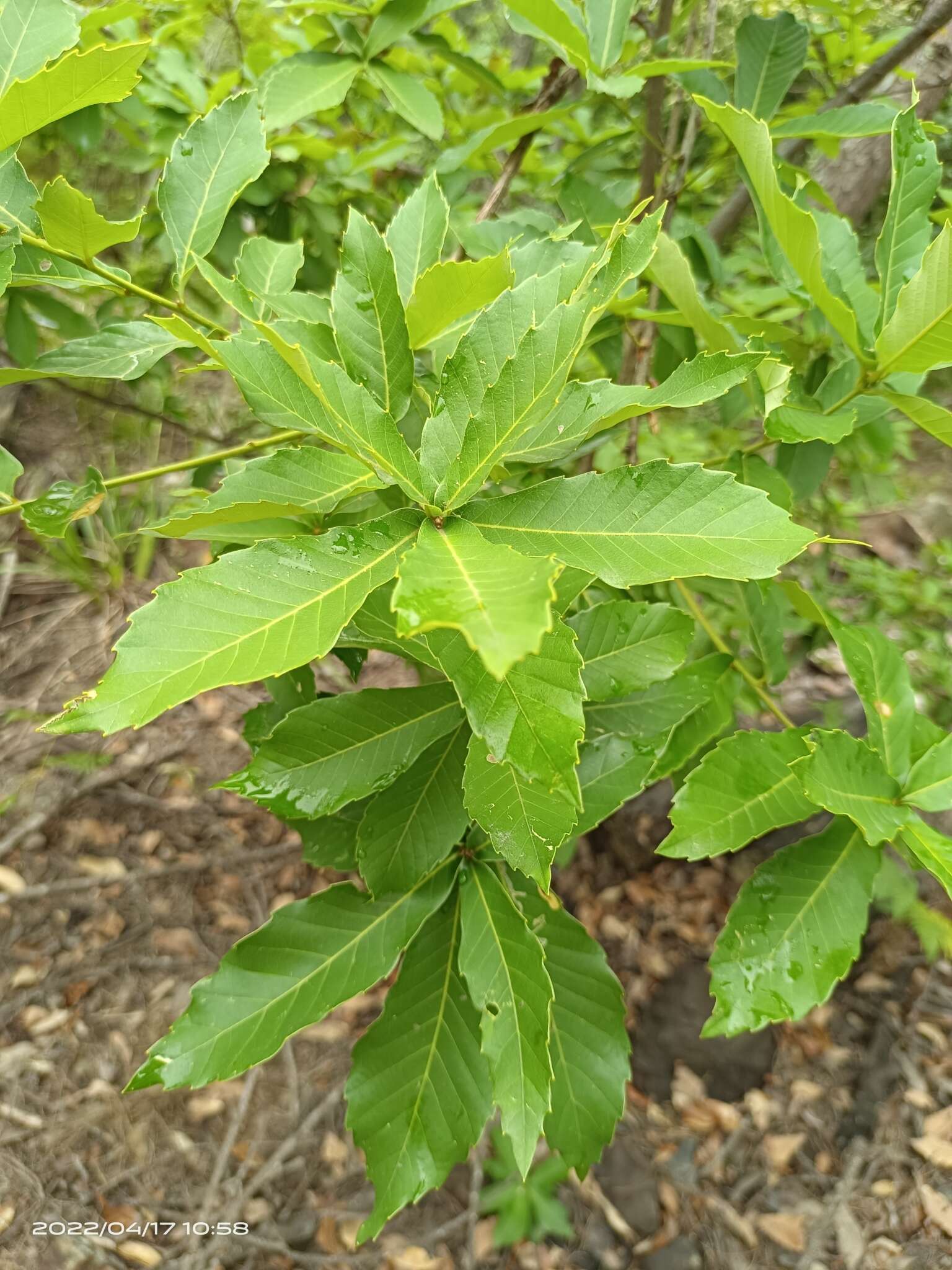 Image of Quercus serrata subsp. serrata