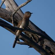 Image of Fan-tailed Cuckoo