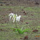 Image de Crinum woodrowii Baker ex W. Watson