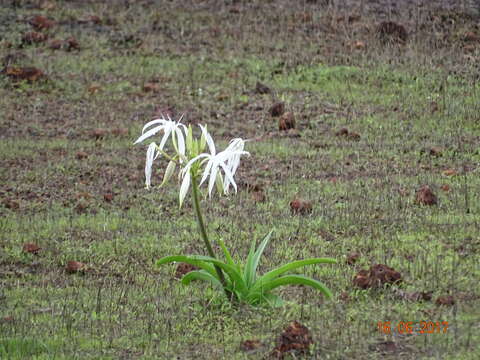 Image of Crinum woodrowii Baker ex W. Watson